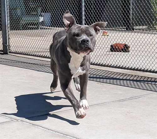 HOTMAIL, an adoptable Pit Bull Terrier in Denver, CO