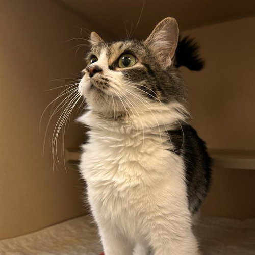 ESTHER, an adoptable Domestic Medium Hair in Denver, CO