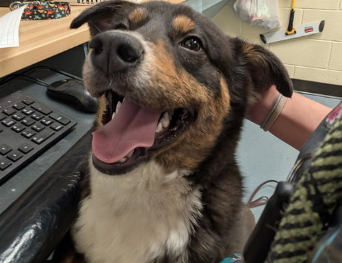 OFFICE 365, an adoptable Australian Shepherd in Denver, CO
