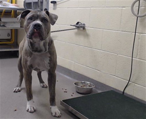 DA VINCI, an adoptable American Pit Bull Terrier in Denver, CO
