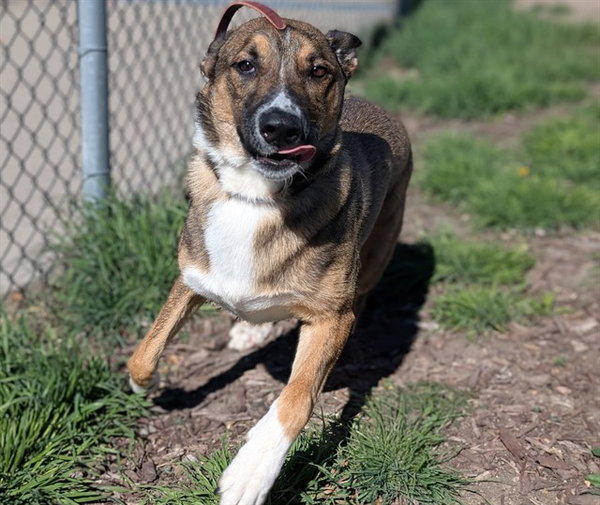 DIXIE
