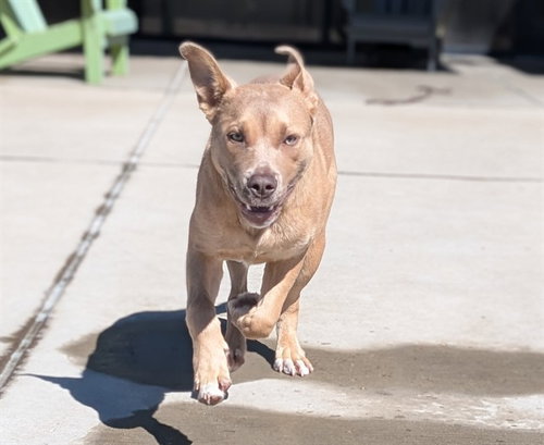 GMAIL, an adoptable Pit Bull Terrier in Denver, CO