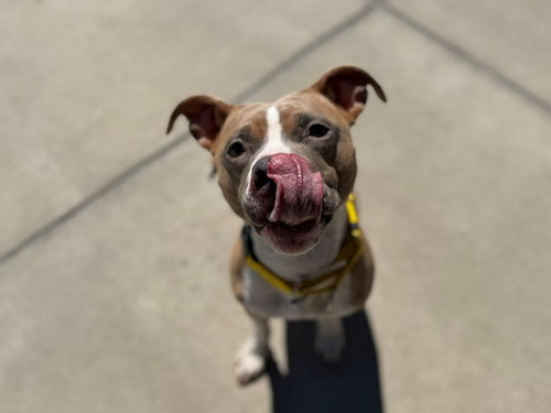SHILOH, an adoptable Pit Bull Terrier in Denver, CO