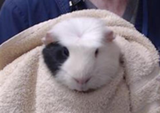 SNOOPY