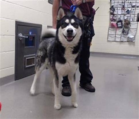KODA