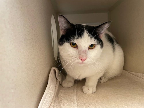 HUBBA BUBBA, Adult Domestic Short Hair (medium coat), cat for adoption in Northglenn, Colorado