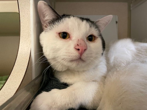 BABY PATRICK, Adult Domestic Short Hair (medium coat), cat for adoption in Northglenn, Colorado