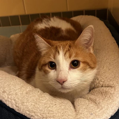 SUMMER, Senior Domestic Short Hair (medium coat), cat for adoption in Northglenn, Colorado