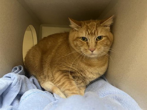 NUGGET, Adult Domestic Short Hair (medium coat), cat for adoption in Northglenn, Colorado