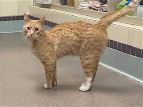 JACKALOPE, Adult Domestic Short Hair (medium coat), cat for adoption in Northglenn, Colorado