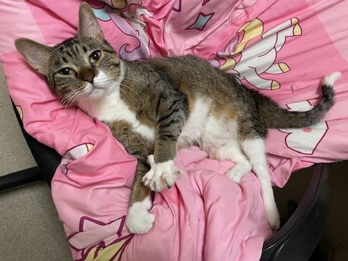 HUNTER, Adult Domestic Short Hair (medium coat), cat for adoption in Northglenn, Colorado