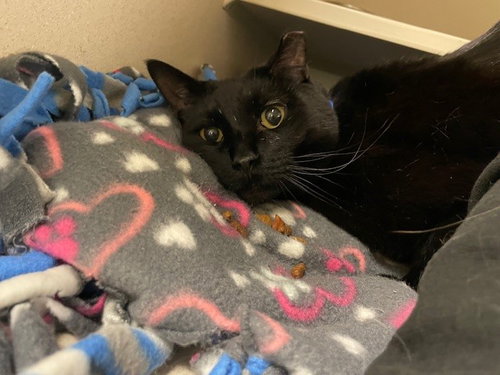 NITO, Adult Domestic Short Hair (medium coat), cat for adoption in Northglenn, Colorado