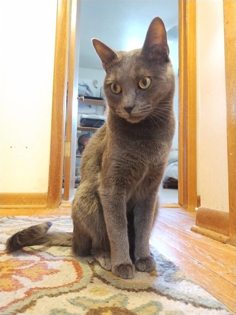 BOOBOO, Young Domestic Short Hair (medium coat), cat for adoption in Northglenn, Colorado