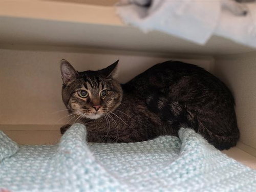DUCKY, Senior Domestic Short Hair (medium coat), cat for adoption in Northglenn, Colorado