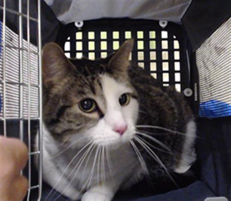 T'CHALLA, Adult Domestic Short Hair (medium coat), cat for adoption in Northglenn, Colorado