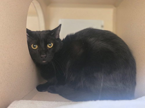 JUJU BEANS, Young Domestic Short Hair (medium coat), cat for adoption in Northglenn, Colorado