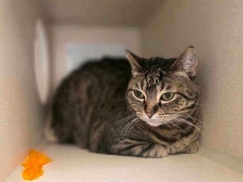 LAE'ZEL, Adult Domestic Short Hair (medium coat), cat for adoption in Northglenn, Colorado