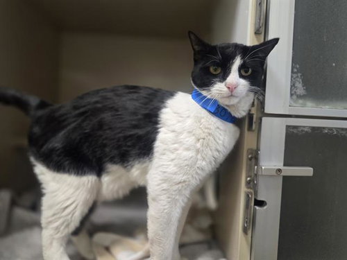 JERRY, Adult Domestic Short Hair (medium coat), cat for adoption in Northglenn, Colorado
