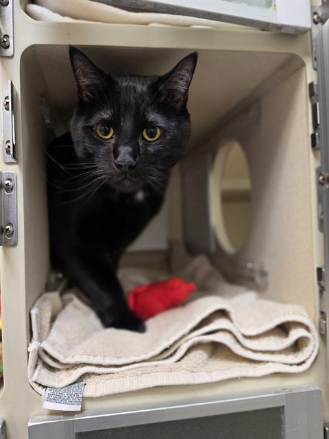 BEAU, Adult Domestic Short Hair (medium coat), cat for adoption in Northglenn, Colorado