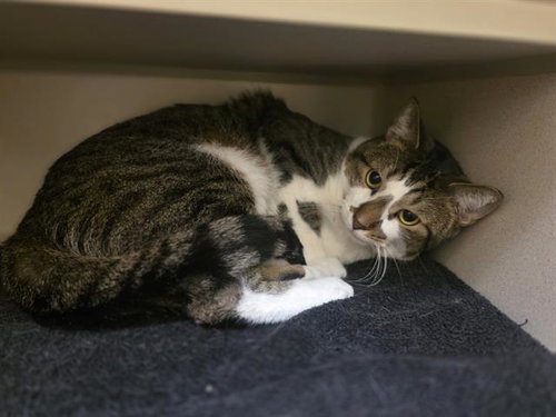 BOTAS, Adult Domestic Short Hair (medium coat), cat for adoption in Northglenn, Colorado