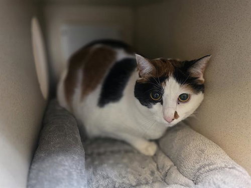 LOLA, Adult Domestic Short Hair (medium coat), cat for adoption in Northglenn, Colorado