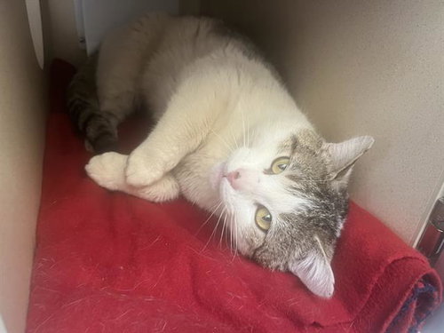NERO, Adult Domestic Short Hair (medium coat), cat for adoption in Northglenn, Colorado