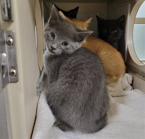 CASPER, Baby Domestic Short Hair (medium coat), cat for adoption in Northglenn, Colorado