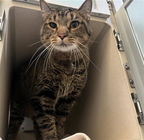 OLIVER, Adult Domestic Short Hair (medium coat), cat for adoption in Northglenn, Colorado