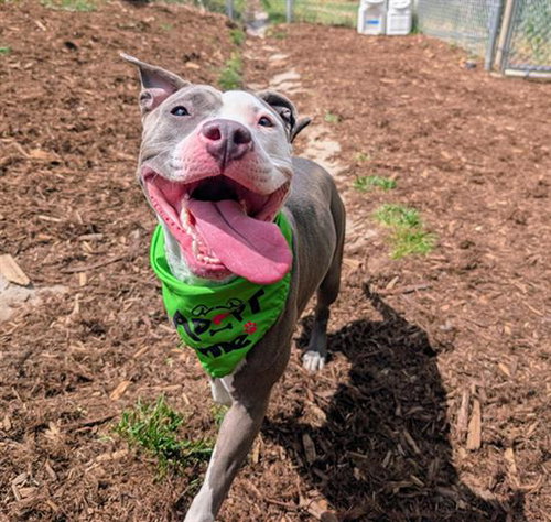 RHAENYRA, an adoptable American Pit Bull Terrier in Denver, CO