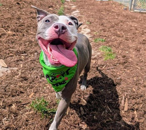 RHAENYRA, an adoptable American Pit Bull Terrier in Denver, CO