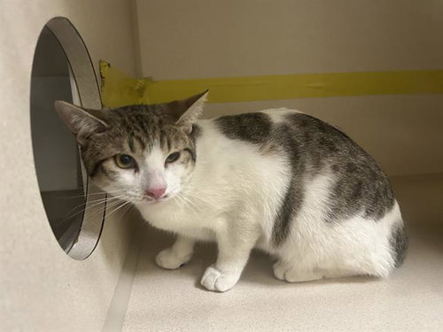 MUNCHKIN, Adult Domestic Short Hair (medium coat), cat for adoption in Denver, Colorado