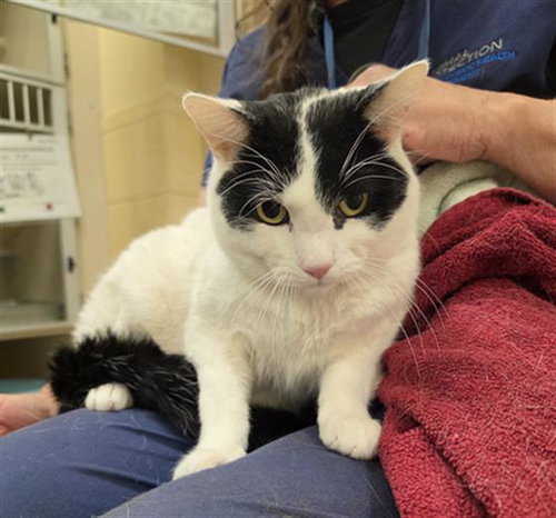 XYLO, Adult Domestic Short Hair (medium coat), cat for adoption in Denver, Colorado