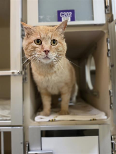 SALMON, Senior Domestic Short Hair (medium coat), cat for adoption in Denver, Colorado