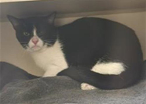 SATURN, Adult Domestic Short Hair (medium coat), cat for adoption in Denver, Colorado