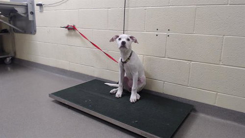 MERCY, an adoptable Labrador Retriever in Denver, CO