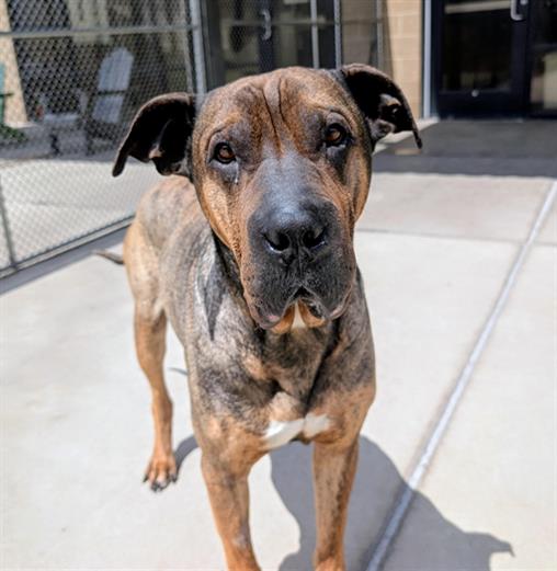 GALLAGHER, a adult male Chinese Shar-Pei / Mastiff Mix