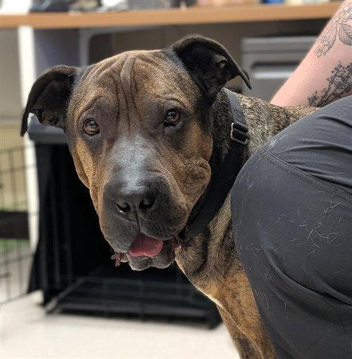 GALLAGHER, an adoptable Chinese Shar-Pei in Denver, CO