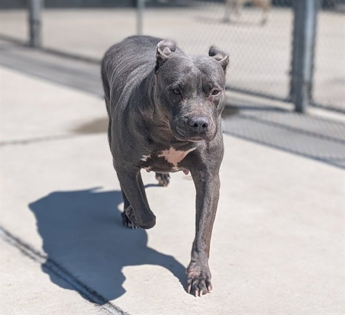 HYDRA, an adoptable American Pit Bull Terrier in Denver, CO