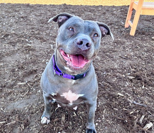 HYDRA, an adoptable American Pit Bull Terrier in Denver, CO