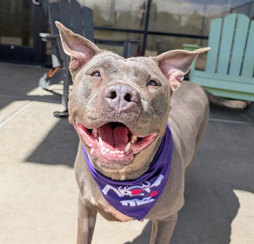 HYDRA, an adoptable American Pit Bull Terrier in Denver, CO