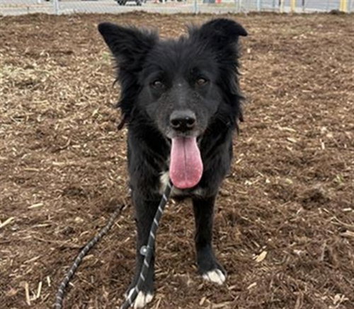 BERNIE, an adoptable Border Collie in Denver, CO