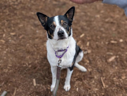 DEW DROP, an adoptable Border Collie in Denver, CO