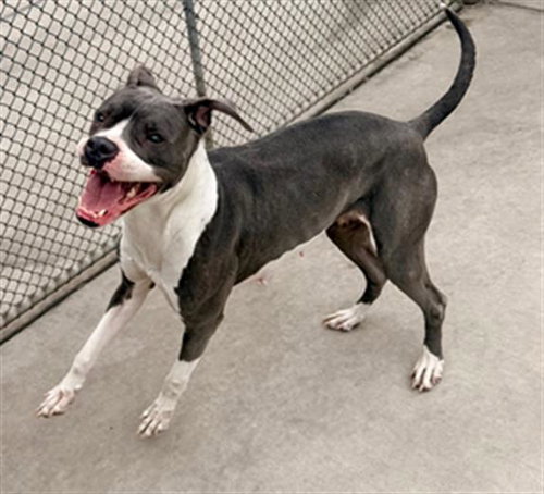 BIG ARCH, an adoptable American Pit Bull Terrier in Denver, CO