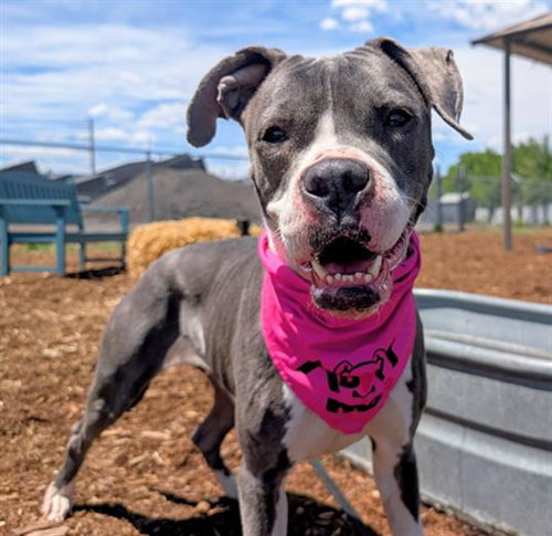 BIG ARCH, an adoptable American Pit Bull Terrier in Denver, CO