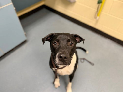 MIKO, an adoptable Labrador Retriever in Denver, CO