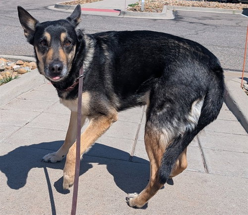 LANDESKOG, an adoptable German Shepherd Dog in Denver, CO