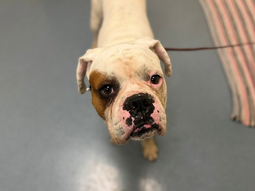 MAX, an adoptable American Bulldog in Denver, CO