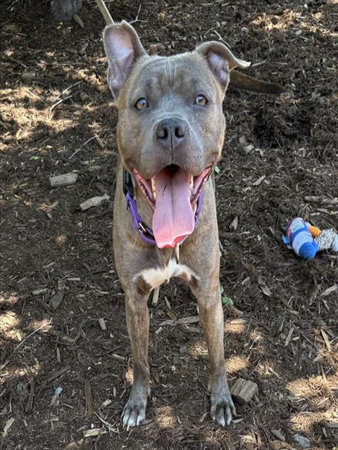 NOVA, an adoptable American Pit Bull Terrier in Denver, CO