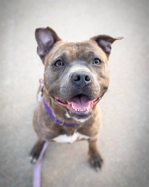 NOVA