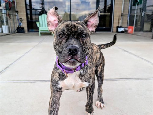 ROCCO, an adoptable American Pit Bull Terrier in Denver, CO